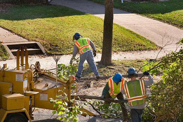 Tree Service Company in Corte Madera, CA